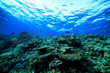 © kichigin19 - panorama coral reef underwater landscape seascape