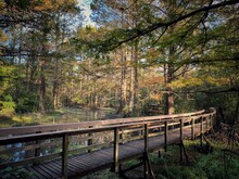 A Wooden Walkway Through The Cypress Swamps Of Southeast Louisiana.