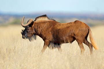 A black wildebeest (Connochaetes gnou) in open grassland, Mokala National Park, South Africa.