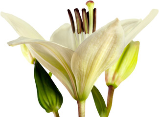 Wall Mural - white lily flower