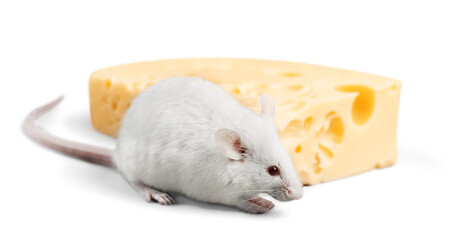 Sticker - White mouse with a piece of cheese