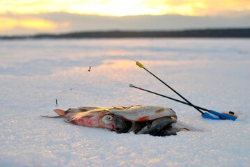 Wall Mural - Winter fishing on the river, roach and perch fishing.