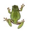 Backside view of jumping Green tree frog aka Ranoidea caerulea. Isolated cutout on a transparent background.