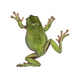 Backside view of jumping Green tree frog aka Ranoidea caerulea. Isolated cutout on a transparent background.