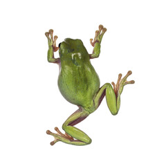 Wall Mural - top view of green tree frog aka ranoidea caerulea. isolated cutout on a transparent background.