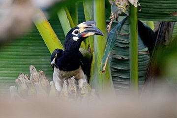 Wall Mural - Oriental pied hornbill on banana tree