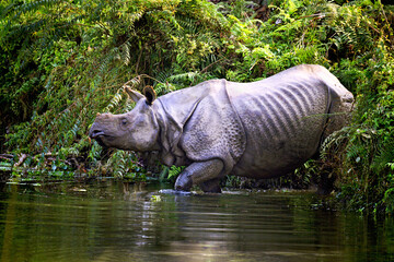 no horned one horned rhinoceros rhino on river side