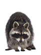 Head shot of cute Raccoon aka procyon lotor, standing facing front. Looking to strawberry on the ground. Isolated cutout on a transparent background.