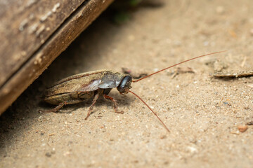 Image of Diploptera punctata or the Pacific beetle cockroach. Insect. Animal.