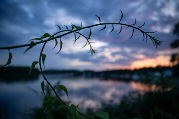 Wall Mural - Silhouette of plants with beautiful leaves in the night sky.