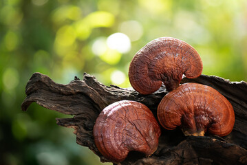 Wall Mural - Reishi or lingzhi Mushroom on bokeh nature background.