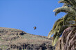 Amerykański orzeł bielik podczas lotu, Palmitos Park, Gran Canaria