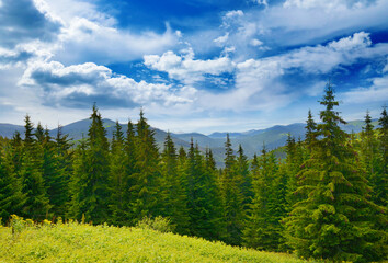 Wall Mural - beautiful pine trees on background high mountains.