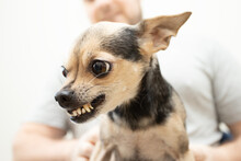 Angry Small Dog Breeds, Toy Terrier Grins, Chihuahua Is Afraid And Shows Teeth, Pet Growls