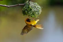 Male Masked Weaver At His Nest