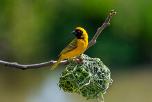 Male Masked Weaver At His Nest