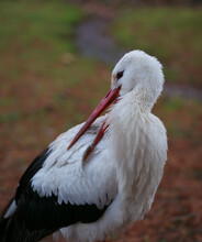 White Stork Preening Back Feathers