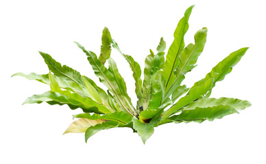 Poster - Plant isolated on white. PNG file.