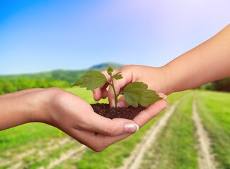 Wall Mural - Earth day concept, hands hold a green plant