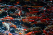 schooling of Koi fish waiting for food
