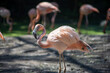 Cuban Flamingo standing to look around its