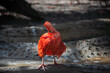 Scarlet Ibis cleaning its feather