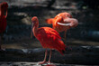 Scarlet Ibis standing in the shade for evade hot weather