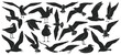 Bird gull vector black set icon. Vector illustration seagull on white background. Isolated black set icon bird gull.