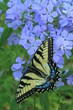 Eastern tiger swallowtail butterfly (papilio glaucus) female on woodland phlox flowers (Phlox divaricata)
