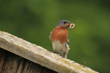 Canvas Print - Bluebird with food for babies