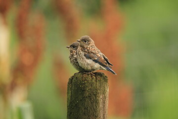 Wall Mural - Fledgling bluebird babies on post (Sialia sialis) 