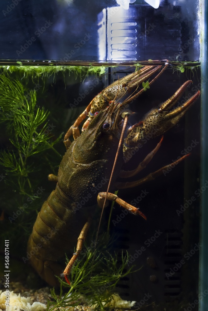 narrow-clawed crayfish rest on internal filter, hornwort and duckweed ...