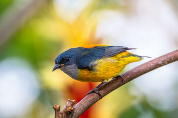 Wall Mural - The orange-bellied flowerpecker (Dicaeum trigonostigma)