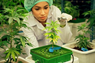 Wall Mural - Closeup female scientist wearing disposal cap cutting, trimming gratifying young cannabis plant leaf on a pot in the laboratory for CBD extraction for cannabis-based medical products.