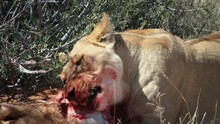 A Lioness Eating Fresh Prey (an Oryx Antelope) In The Bush