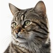  a drawing of a cat with green eyes and long whiskers on it's face, looking to the left with a serious look on its face.  generative ai