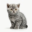  a small gray kitten sitting on top of a white floor next to a white wall with a yellow eye patch on it's face.  generative ai