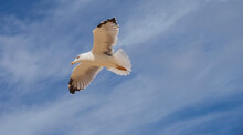 Flying European Herring Silver Gull Larus Argentatus At Blue Sky