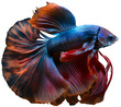 © Roman Tiraspolsky - Betta fish, AI generated illustration, transparent PNG.