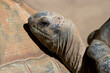 Głowa żółwia