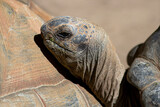 Fototapeta  - Głowa żółwia