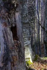 Canvas Print - Trees