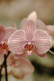 Fototapeta Storczyk - Orchidea z bliska w stonowanych kolorach