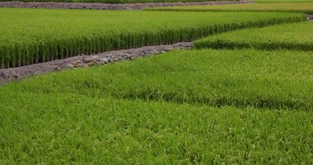 Poster - Taichung Waipu paddy rice field