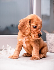 Wall Mural - Red spaniel puppy looks to the side. The dog is on the background of a blurred window and a flower pot. The dog is one month old. The photo is blurred