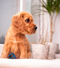 Wall Mural - Red spaniel puppy looks to the side. The dog is on the background of a blurred window and a flower pot. The dog is one month old. The photo is blurred