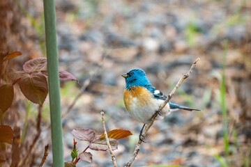 Wall Mural - blue bird on a branch