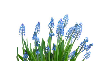 Wall Mural - Muscari blue bell flowers 