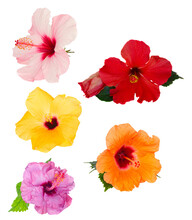 Set Of Hibiscus Flowers Isolated Over White Background, Png File 