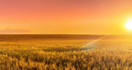 Wall Mural - Beautiful big field and bright blue sky.